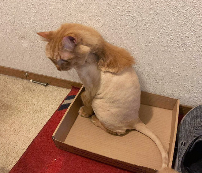 Cat mullet haircut.