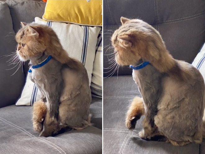 Cat mullet haircut.