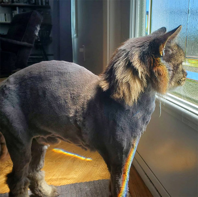 Cat mullet haircut.