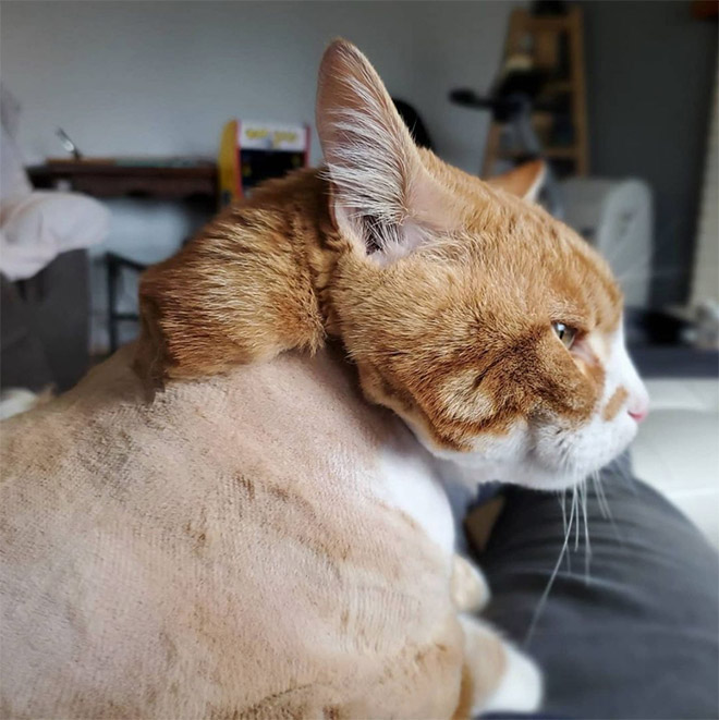 Cat mullet haircut.