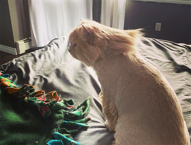 Cat mullet haircut.