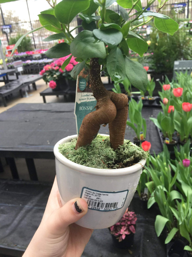 Sexy tree butt.