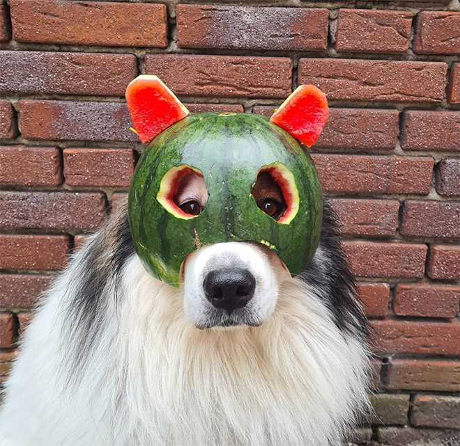 Dog wearing a watermelon helmet.