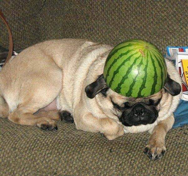 Dog wearing a watermelon helmet.