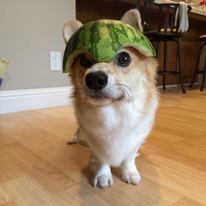 Dog wearing a watermelon helmet.