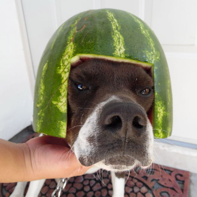 Dog wearing a watermelon helmet.