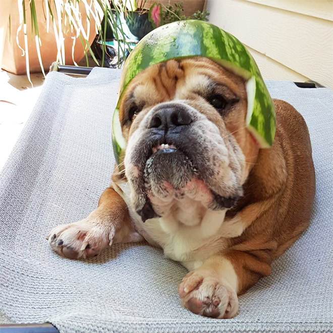 Dog wearing a watermelon helmet.