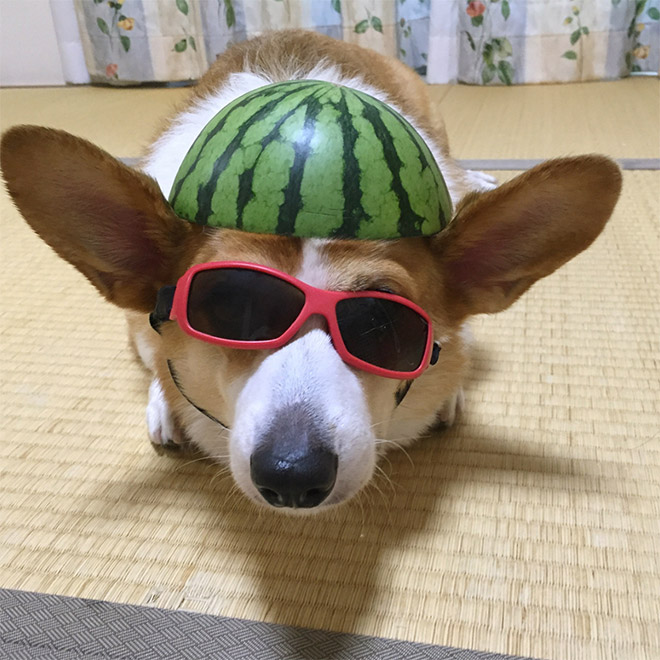 Dog wearing a watermelon helmet.