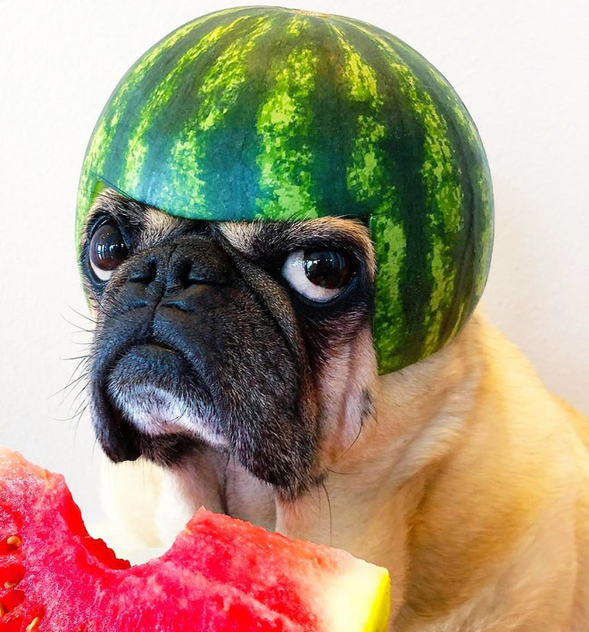 Dog wearing a watermelon helmet.