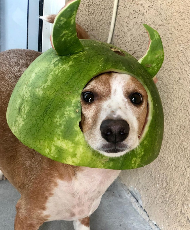 Dog wearing a watermelon helmet.