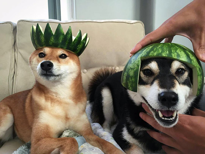 Watermelon helmets.